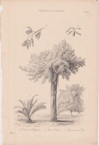 Antique Print, Exotic Plants, 1868