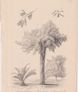 Antique Print, Exotic Plants, 1868