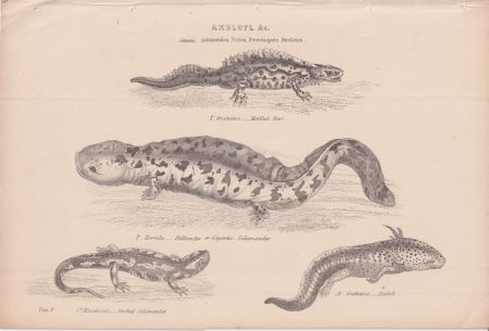 Antique Print, Axolotl, 1868
