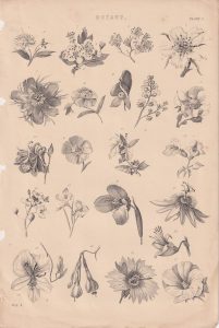 Antique Print, botany, 1868