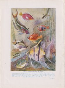 Vintage Print, Fish in their natural element, 1912