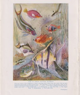 Vintage Print, Fish in their natural element, 1912