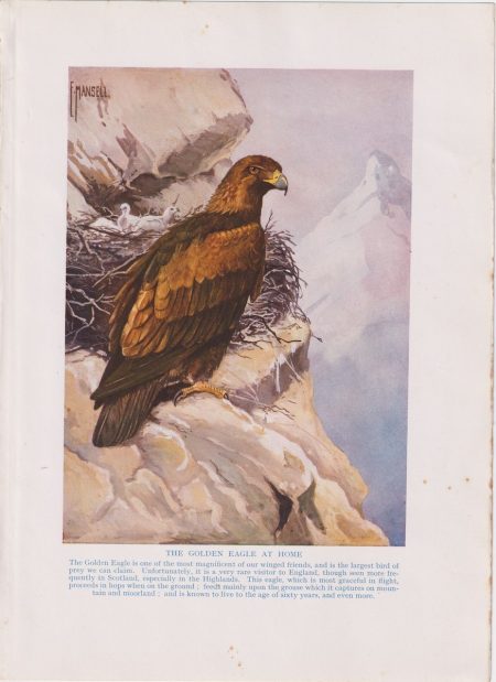 Vintage Print, The Golden Eagle at Home, 1912