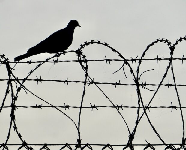 Sardegna, Geronticidio, miele amaro