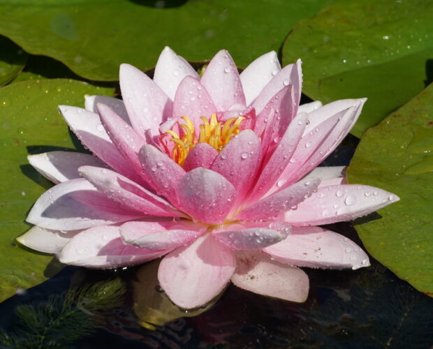 Aldebaran, aurora, stella luminosa