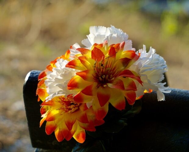 Semirossi vip, cip cip