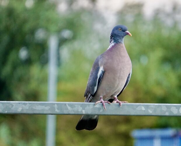 Letteratura? Principio di falsità