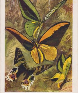 Vintage Print, Butterflies and Moths of the Tropical Forests, 1920