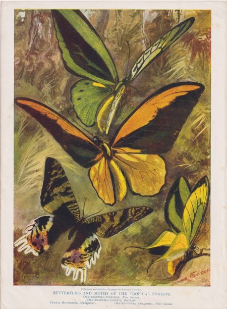 Vintage Print, Butterflies and Moths of the Tropical Forests, 1920