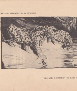 Vintage Print, Leopards Drinking, 1910 ca.