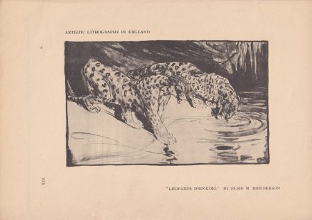 Vintage Print, Leopards Drinking, 1910 ca.