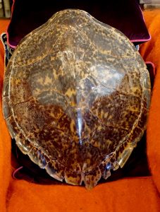 Large Antique Hawksbill Turtle Shell