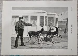 Antique Print, Antelopes at exercice, 1876