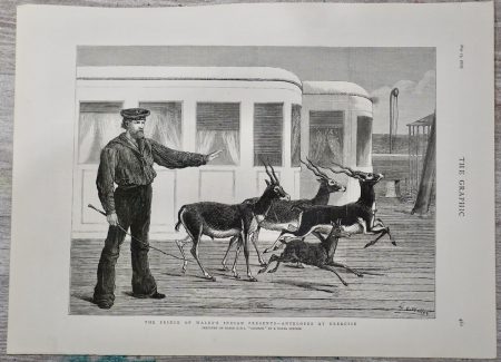 Antique Print, Antelopes at exercise, 1876