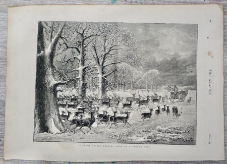 Antique Print, Deer in Richmond Park, 1875