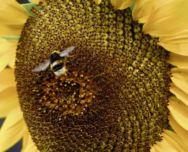 Anarchico e conformista, dialogo