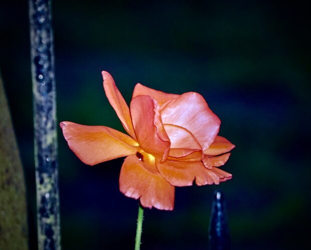 Virgilio e un modulo...