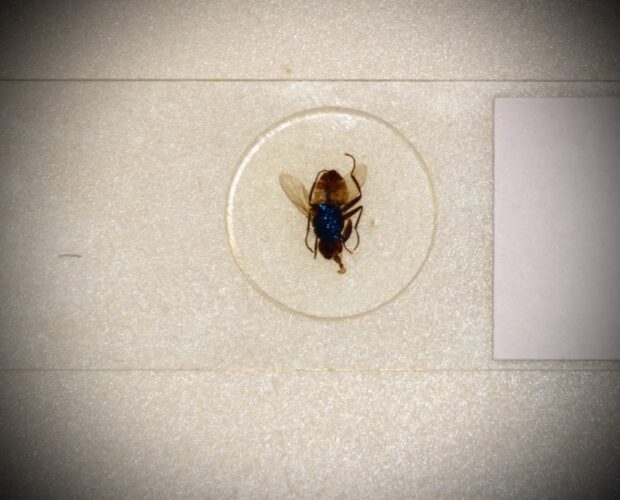 Politicamente corretto? No, grazie!