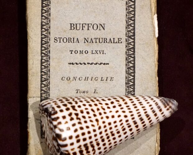 Storia delle Conchiglie, Buffon