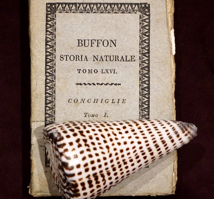 Storia delle Conchiglie, Buffon
