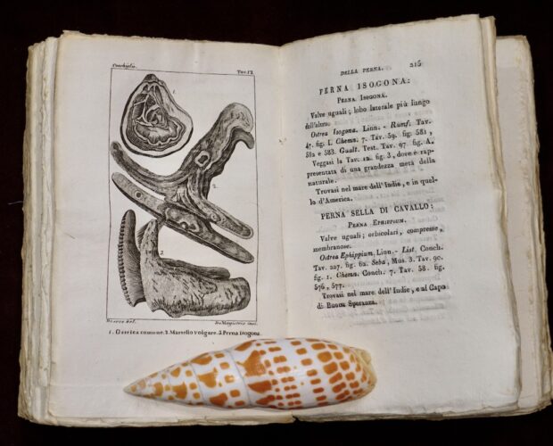 Conchiglie, studio, collezionismo, rivalità