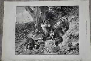 Vintage Print, Foxes at play, 1893