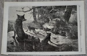 Antique Print, The Fox Family at home, 1867