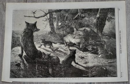 Antique Print, The Fox Family at home, 1867