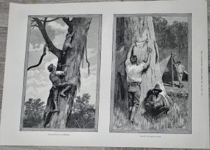 Vintage Print, in Australia, 1889