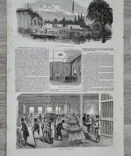 Antique Print, Great Show of Pineapples, 1853