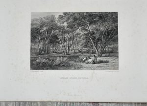 Antique Print, Mallee Scrub, Victoria, 1873