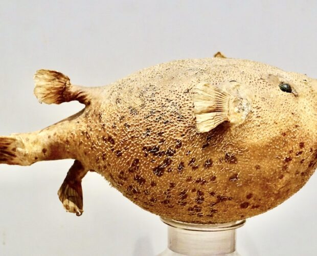 Vergognarsi di essere italiani