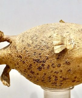 Marine Specimen antique Giant Puffer Fish, 1860 ca.