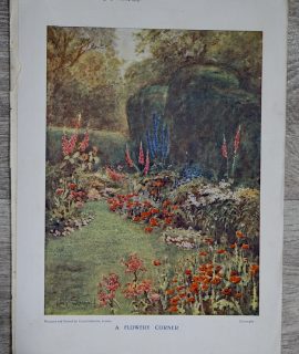 Vintage Print, A Flowery Corner, 1905