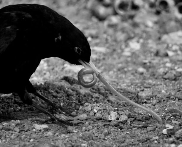 I Signori, i Lanzichenecchi