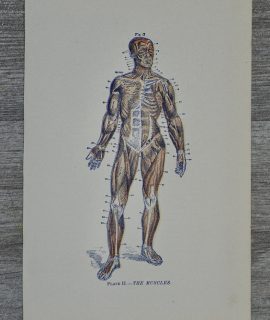 Vintage print, The Muscles, 1890 ca.
