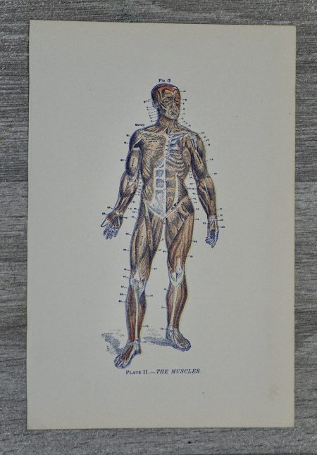 Vintage print, The Muscles, 1890 ca.