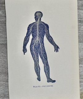 Vintage Print, The nerves, 1906 ca.