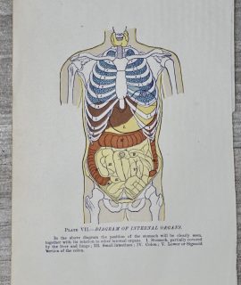 Vintage Print, Internal Organs, 1902