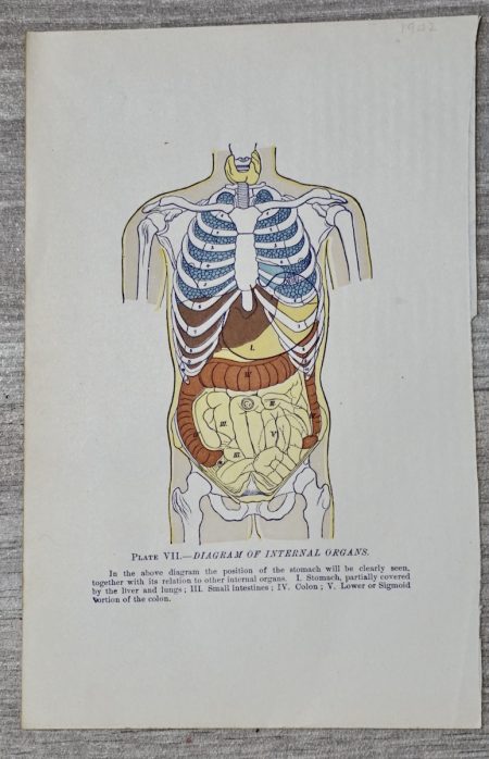 Vintage Print, Internal Organs, 1902