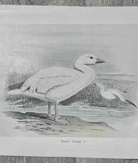 Vintage Print, Snow Goose, 1880 ca.