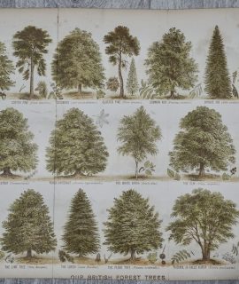 Vintage Print, Our British Trees, 1880 ca.