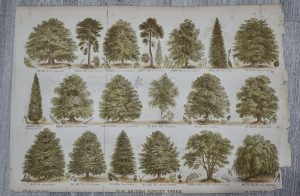 Vintage Print, Our British Trees, 1880 ca.