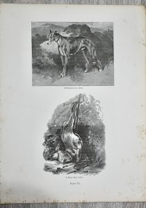 Vintage Print, A Deer-Hound; A Dead Roe, 1870 ca.