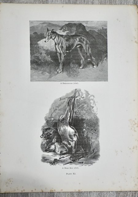 Vintage Print, A Deer-Hound; A Dead Roe, 1870 ca.
