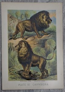 Vintage Print, African Lion, 1880 ca.