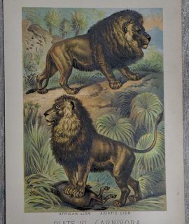 Vintage Print, African Lion, 1880 ca.