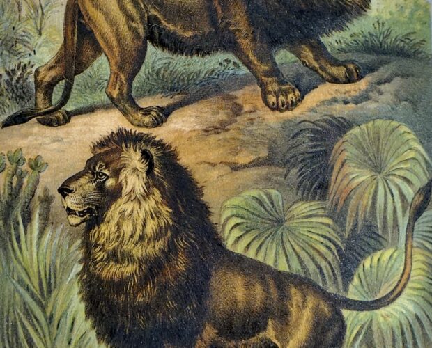 I grattatori di corte