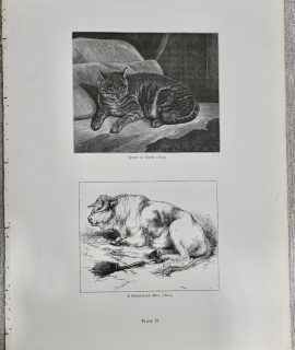 Vintage Print, Cat and Bull, 1870 ca.