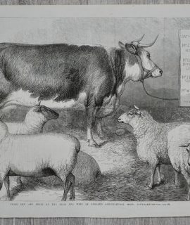 Vintage Print, Prize Cow and Sheep, 1869